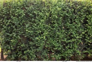 wall overgrown ivy 0001